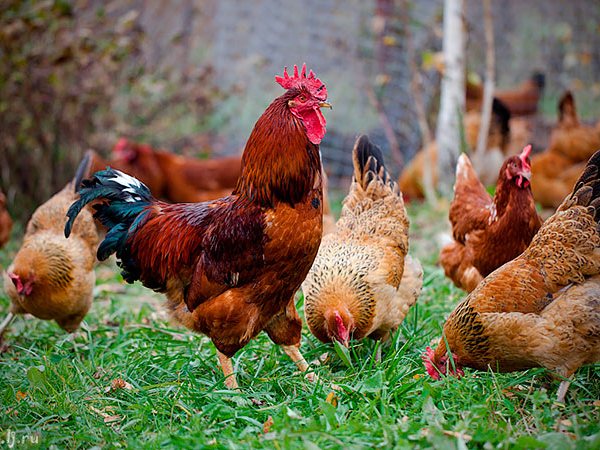 Породы куриц | ЗооТом - продажа, вязка и услуги для животных в Кирсанове