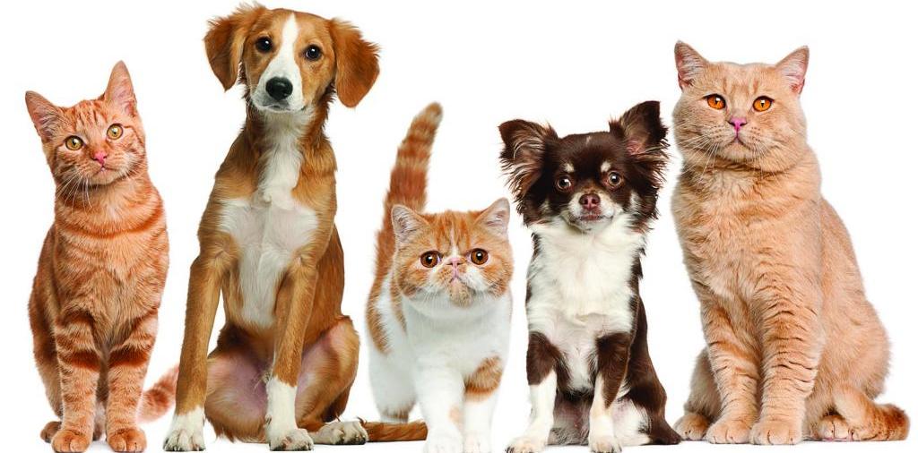 Доска объявлений о животных | ЗооТом - продажа, вязка и услуги для животных в Кирсанове