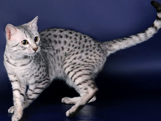 Породы кошек в Кирсанове | ЗооТом портал о животных
