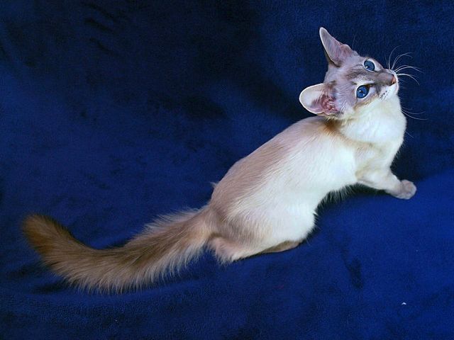 Выведенные породы кошек в Кирсанове | ЗооТом портал о животных
