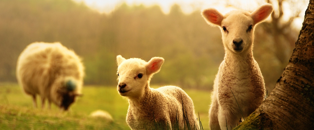 Объявления о сельскохозяйственных животных | ЗооТом - продажа, вязка и услуги для животных в Кирсанове