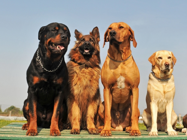 Крупные породы собак в Кирсанове | ЗооТом портал о животных