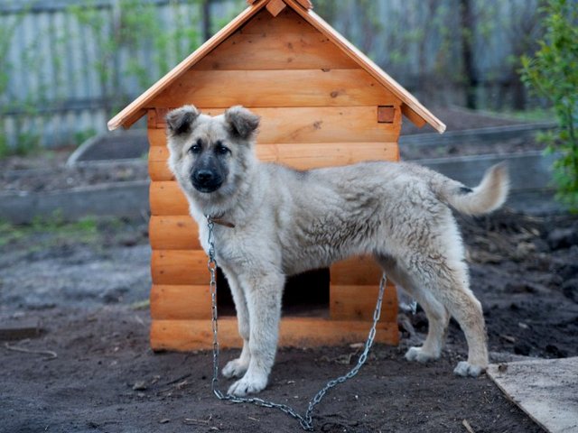 Все о собаках в Кирсанове